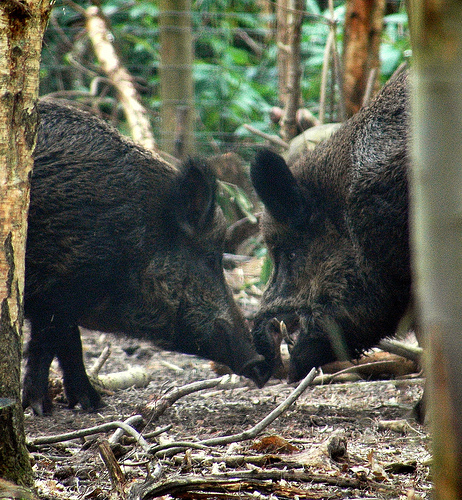  Image name: 00_31 Cinghiale.jpg 
 width: 462 pixel 
 height: 500 pixel 
 Size: 237649 bytes 
 Click to enlarge 